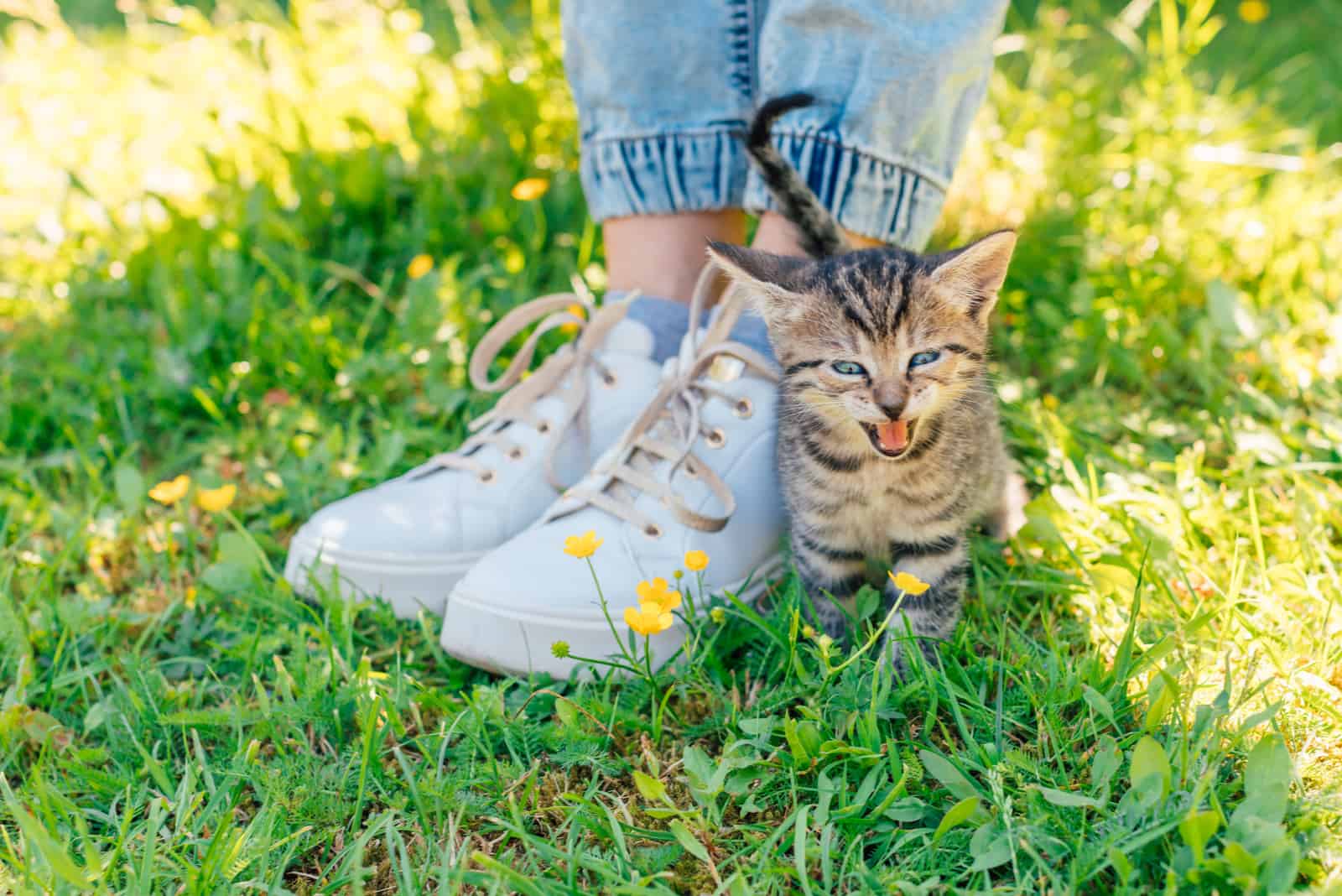 a little kitten stands at the woman's foot