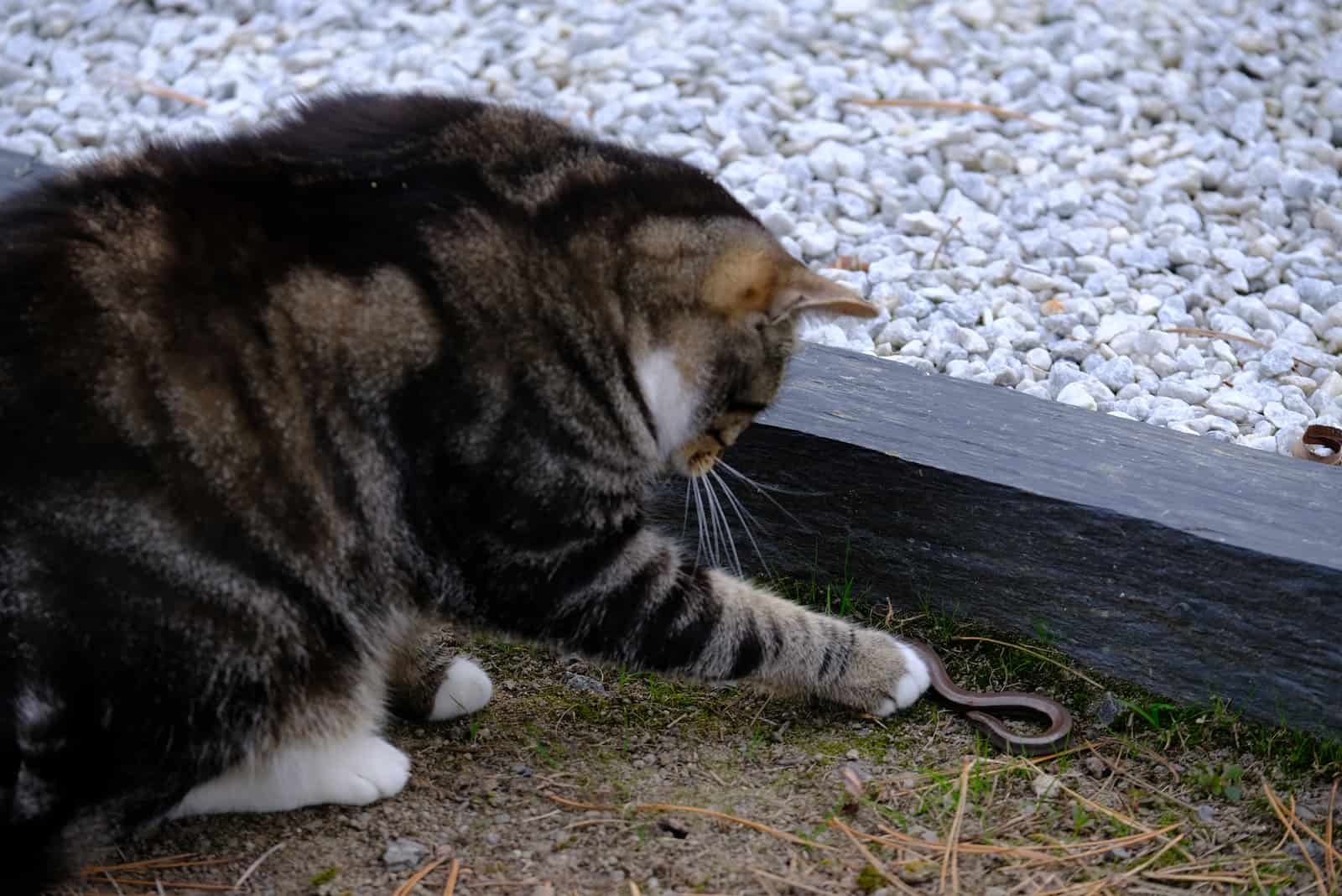 a very beautiful brave cat is playing with a snake