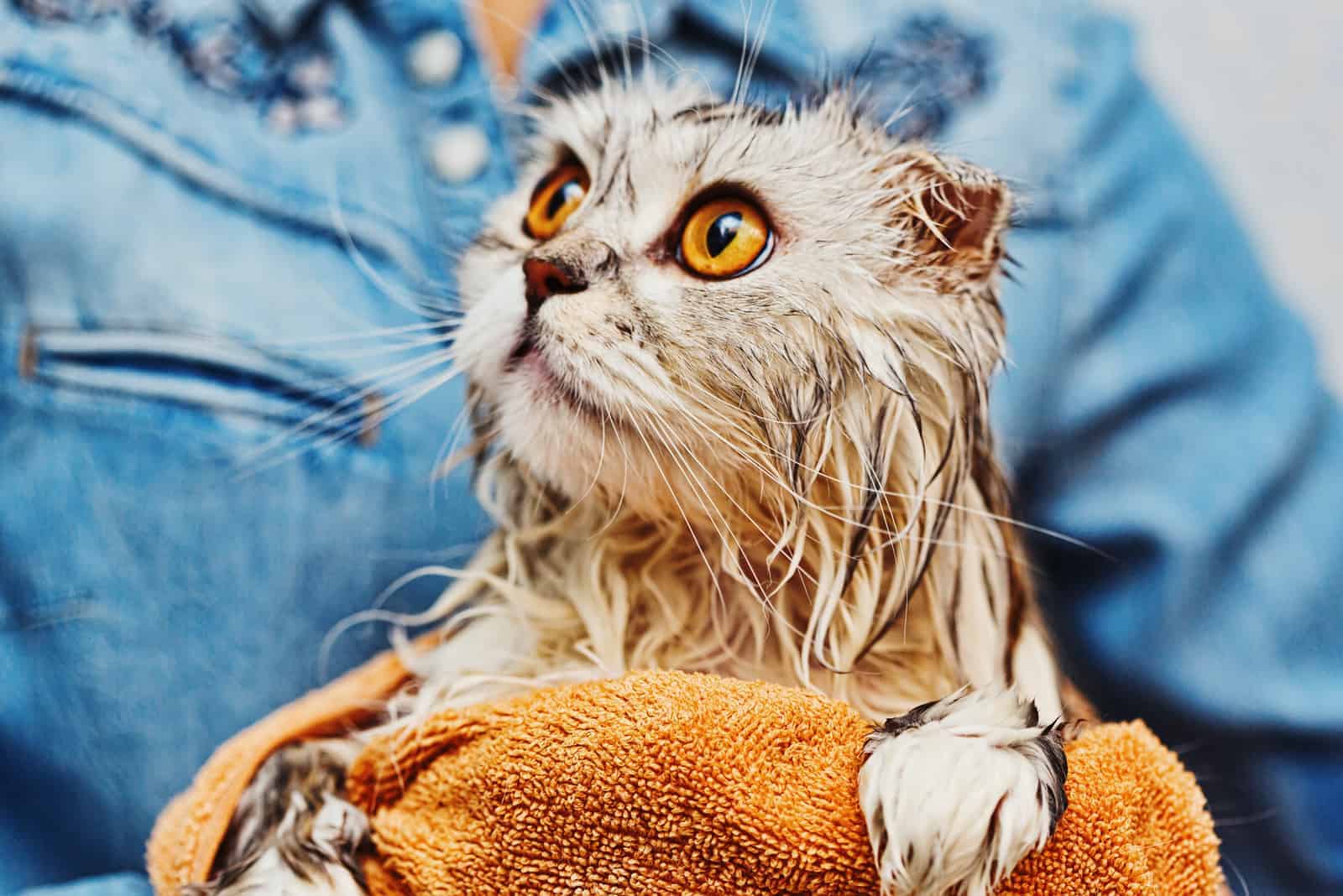 a woman holds a bathed cat in her arms