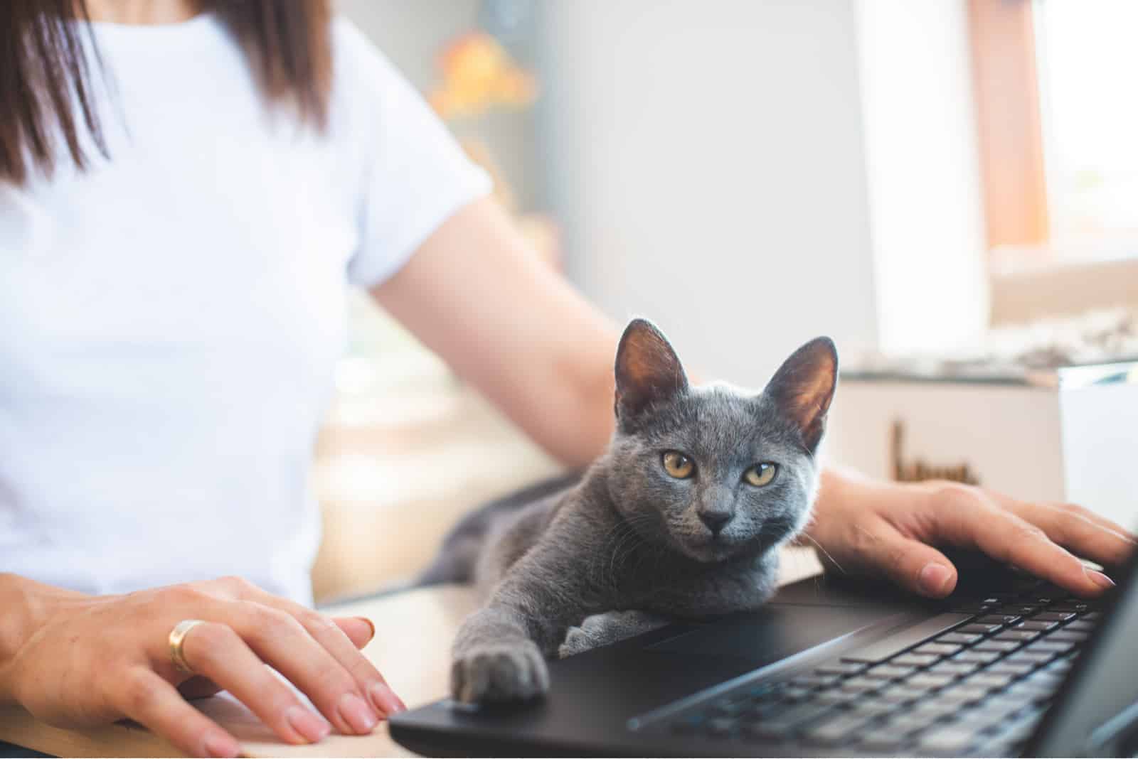 a woman working on a laptop cat bothers her