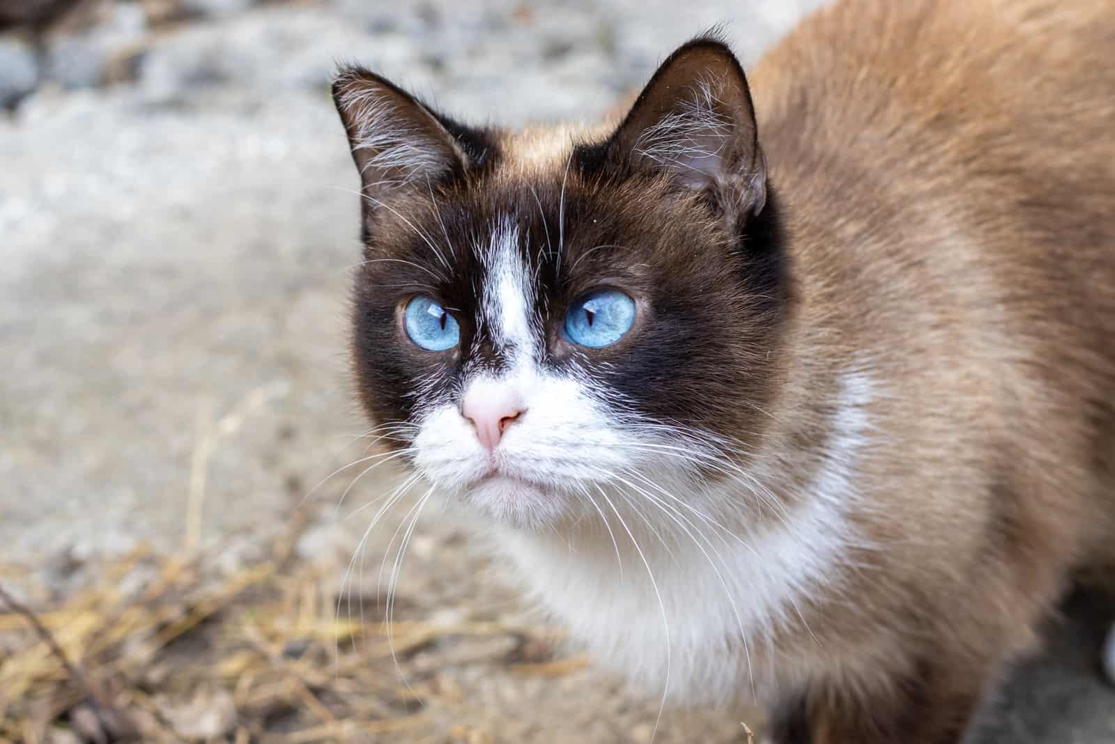 beautiful siamese cat with blue eyes is walking outside