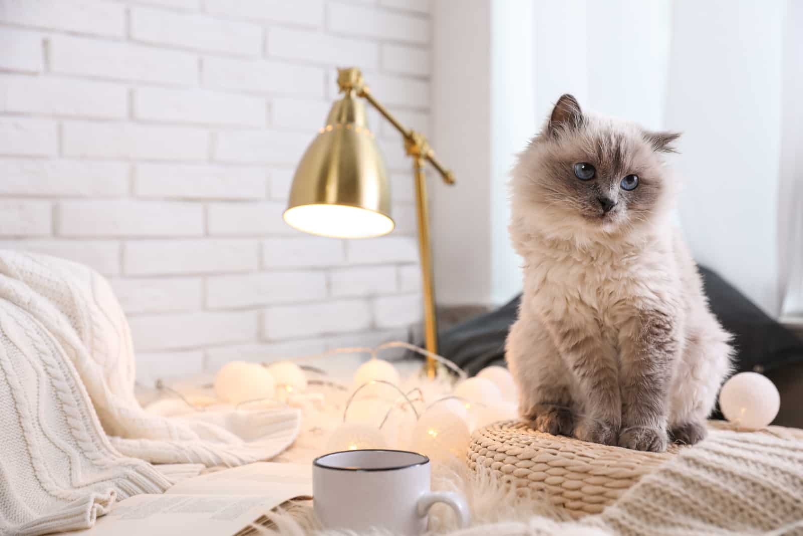 birman cat sitting on a knitted mat