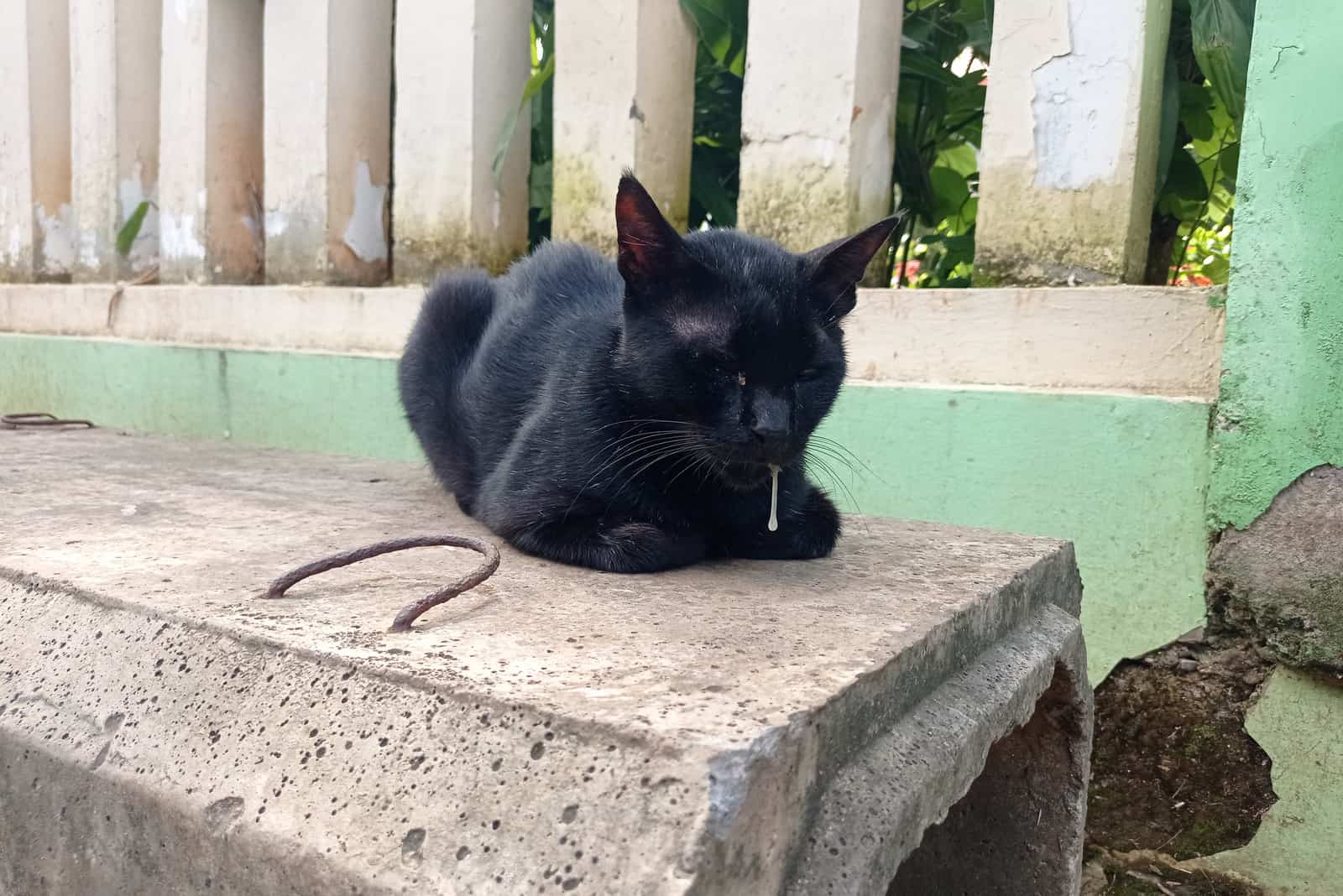 black cat drooling
