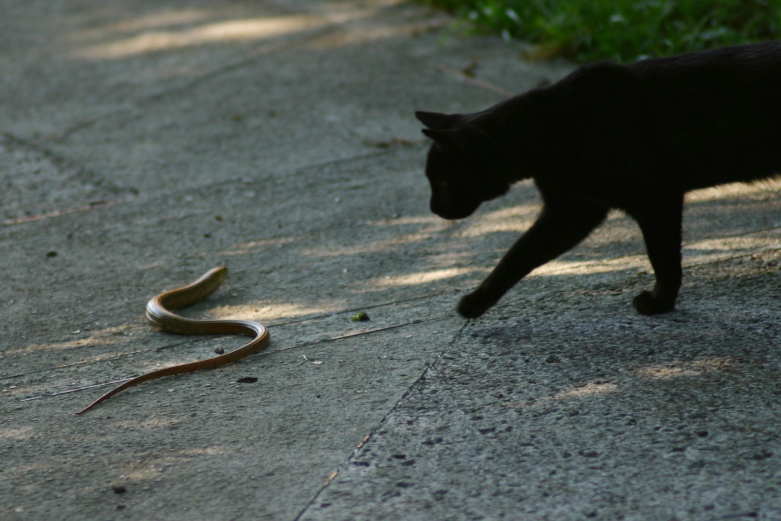 Do Cats Eat Snakes? The Answer Might Surprise You!