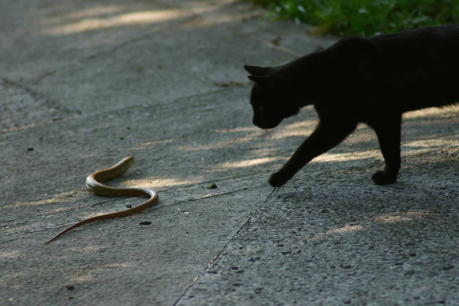 black cat hunting snake