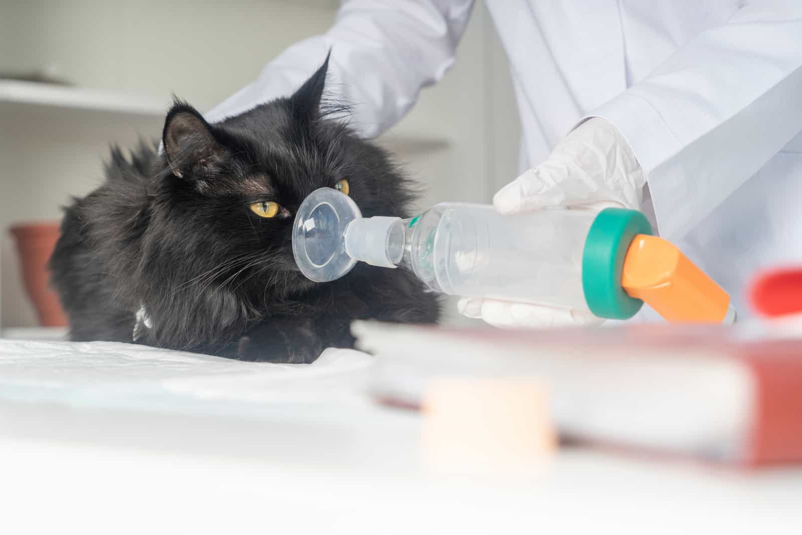black cat on vet table
