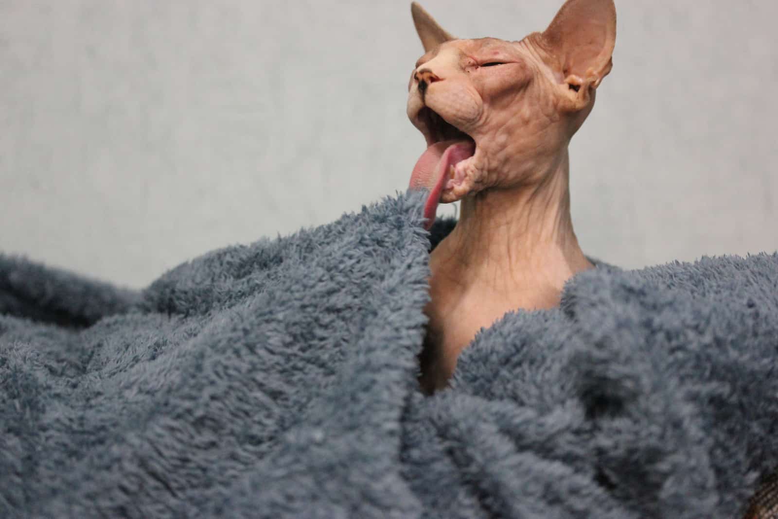 canadian Sphynx breed cat licking blanket