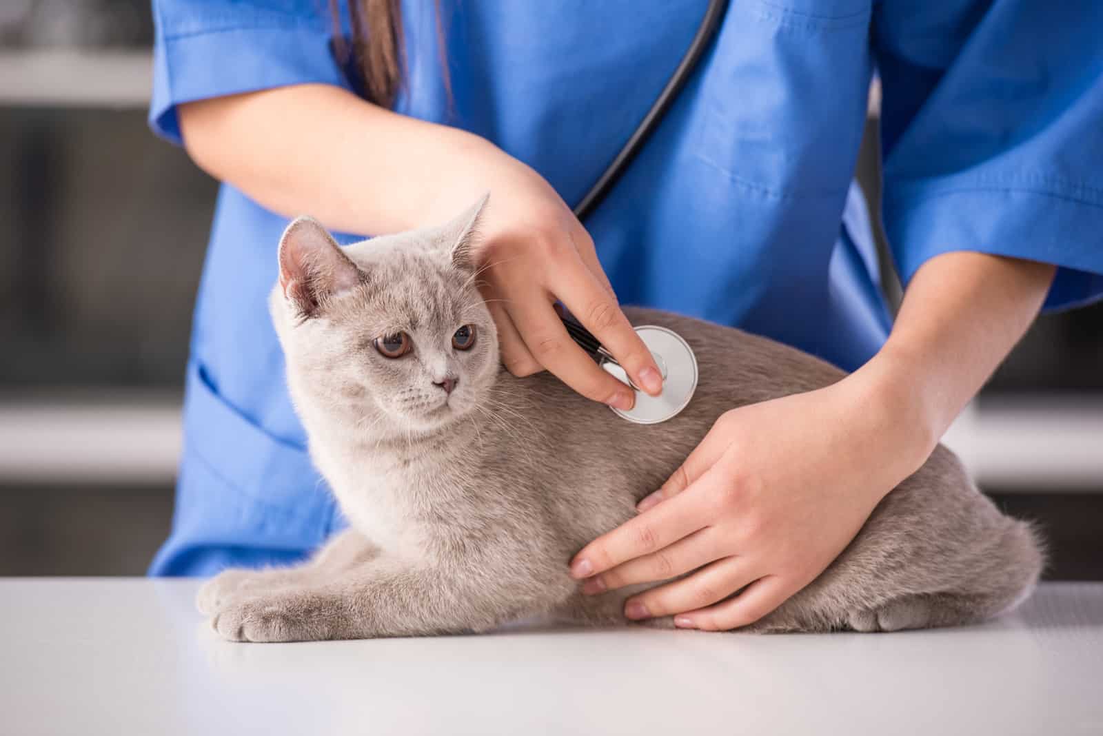 cat at the vet on examination