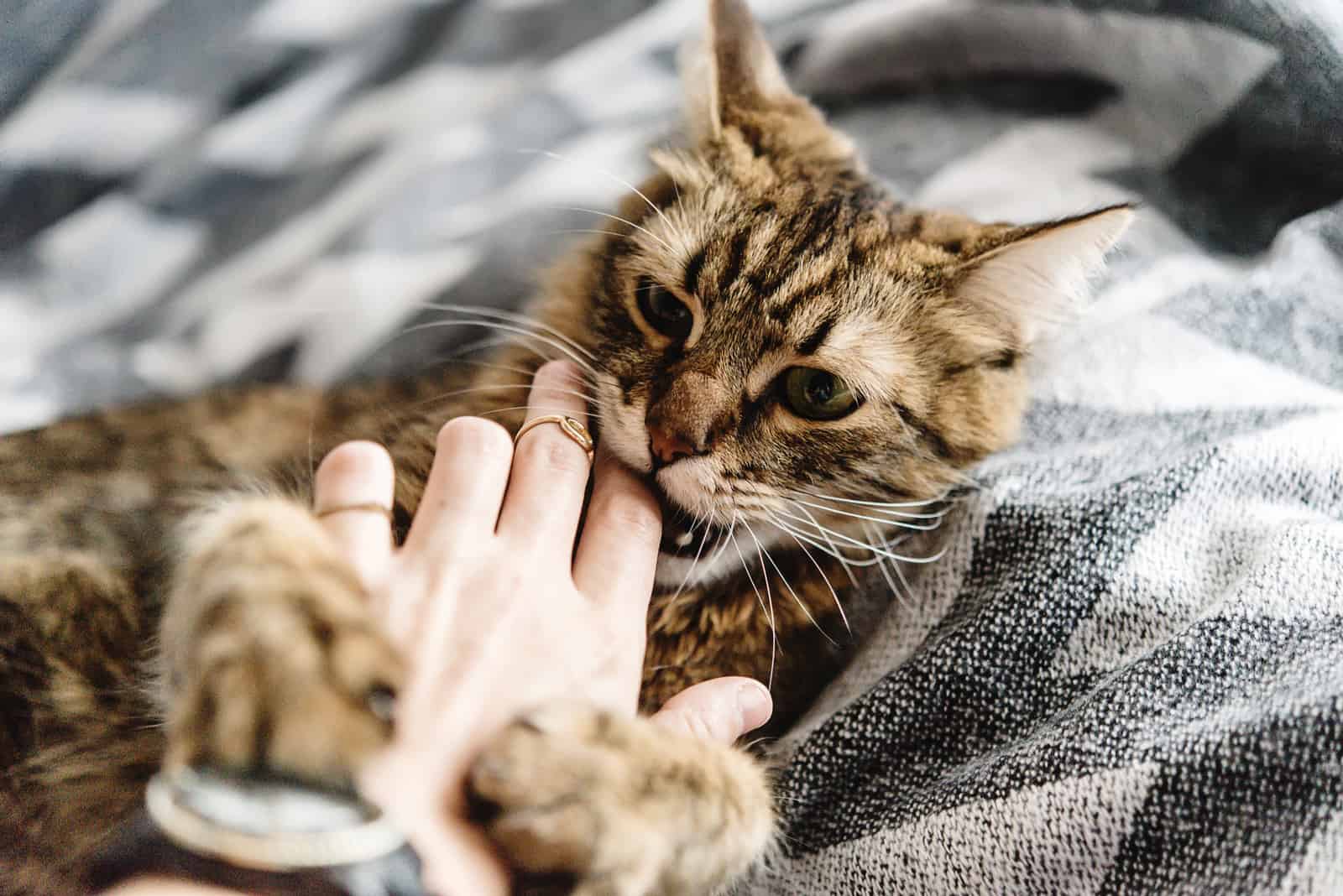 cat biting hand while lying on bed