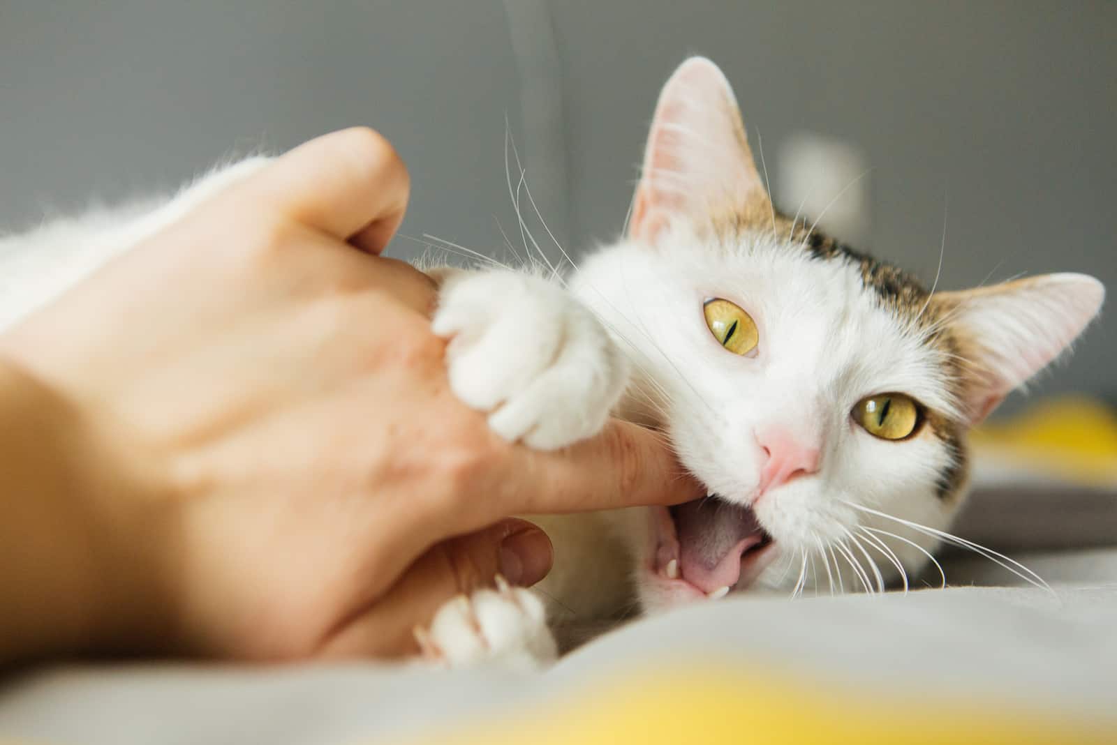cat biting owner's finger