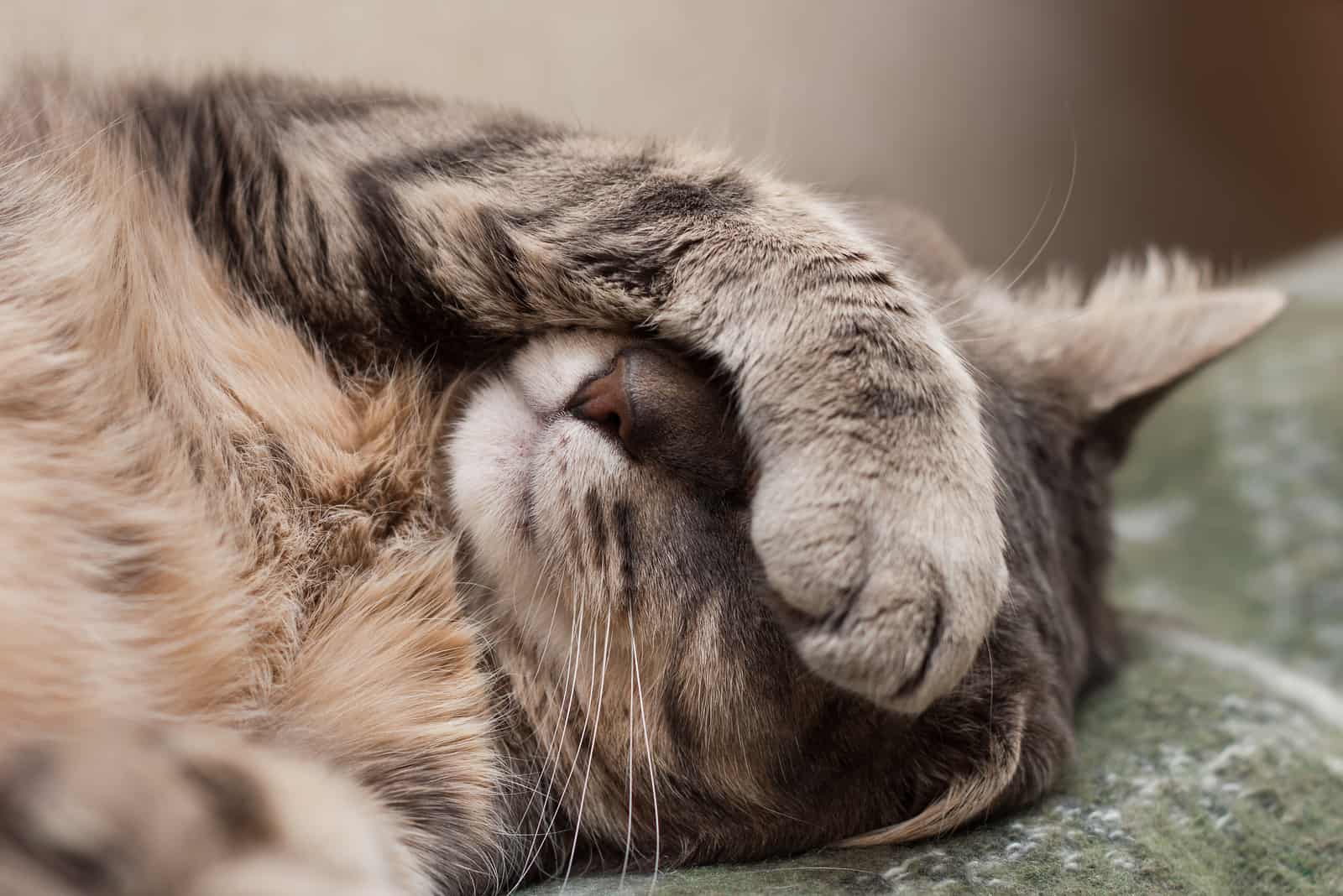 Cat foaming mouth outlet after flea treatment