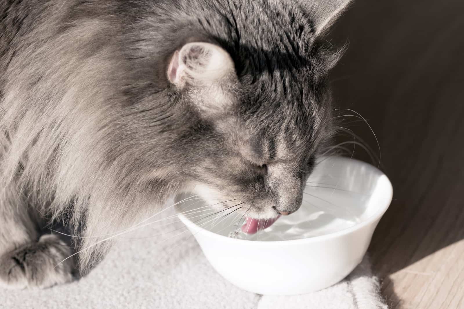 cat drinking wazer from white plastic bowl