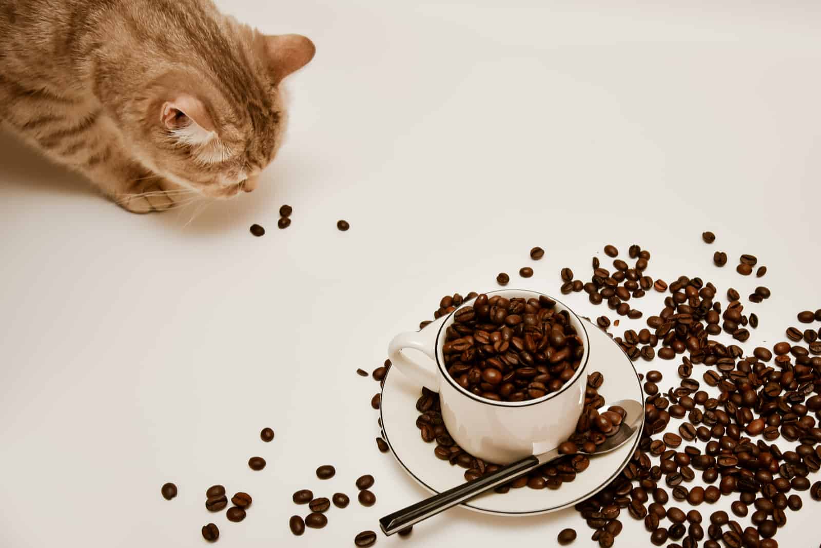 cat eating coffee beans