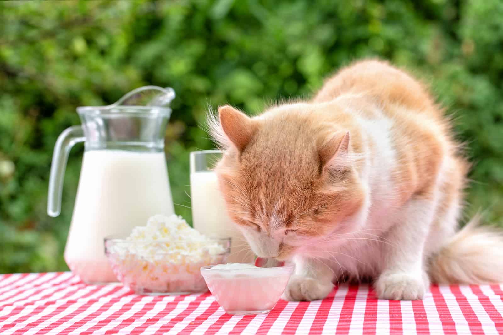 cat eating food on table