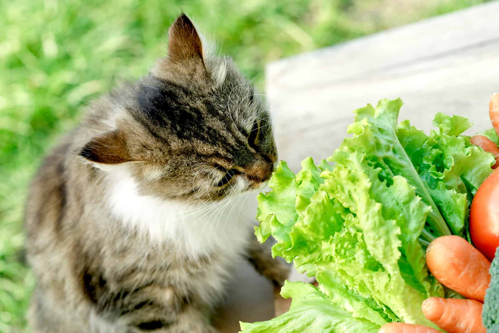 cat eating green lettuce