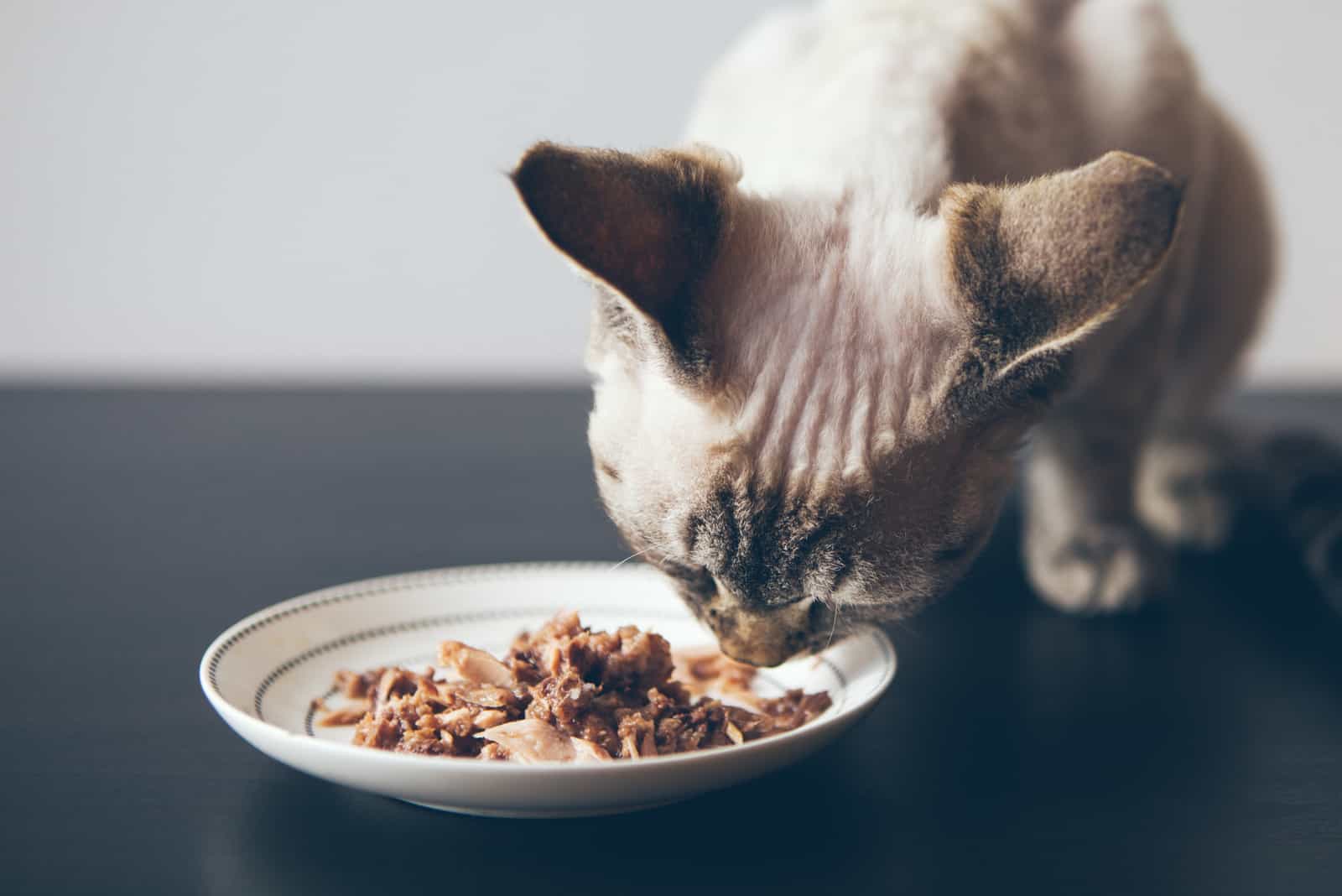 cat eating tuna fillet food from white ceramic plate