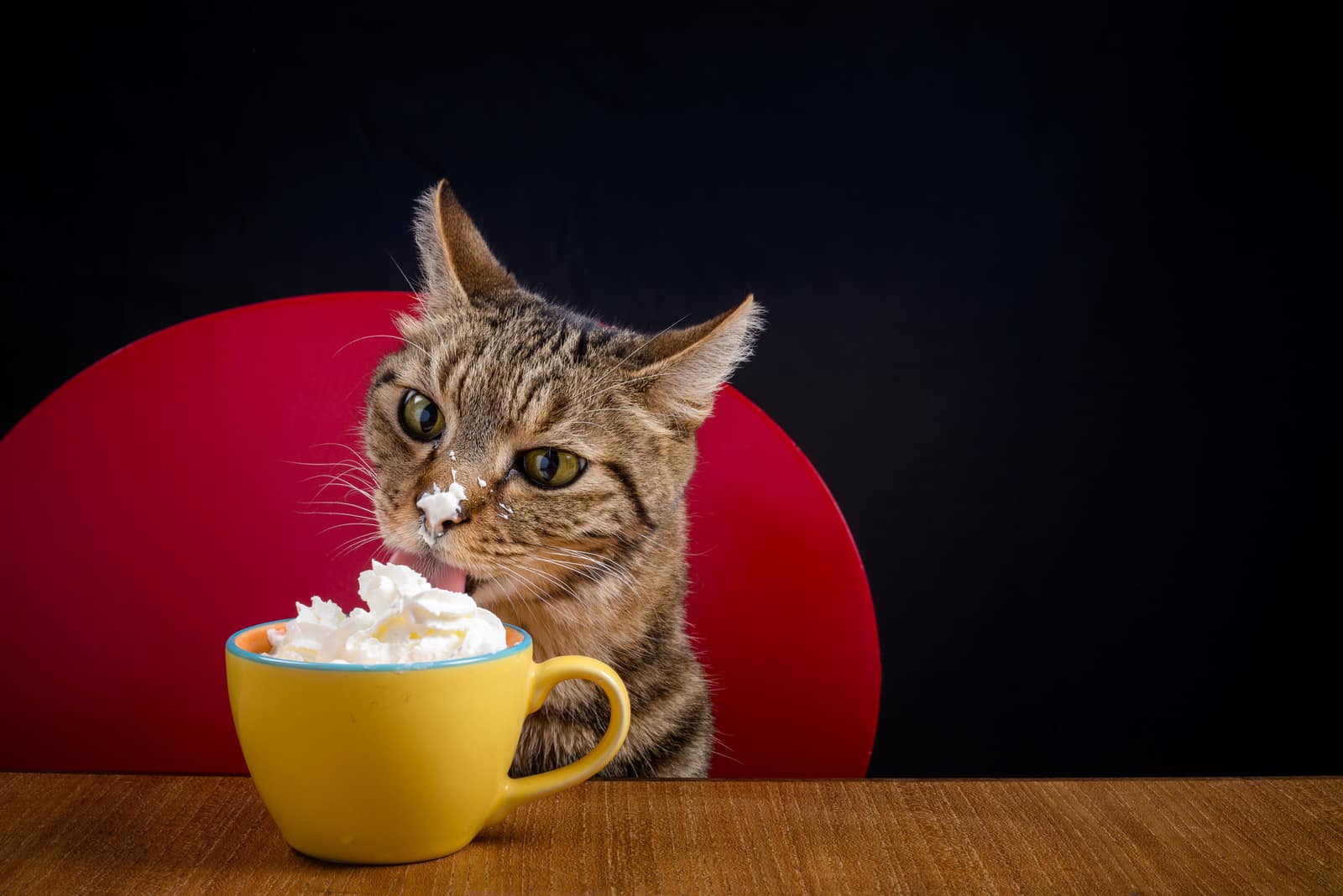 cat eating whipped cream from coffee