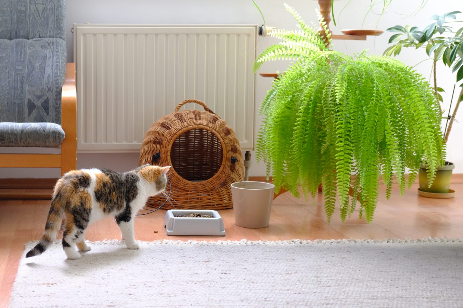 Why Does My Cat Scratch The Floor Before Drinking Water? Find Out