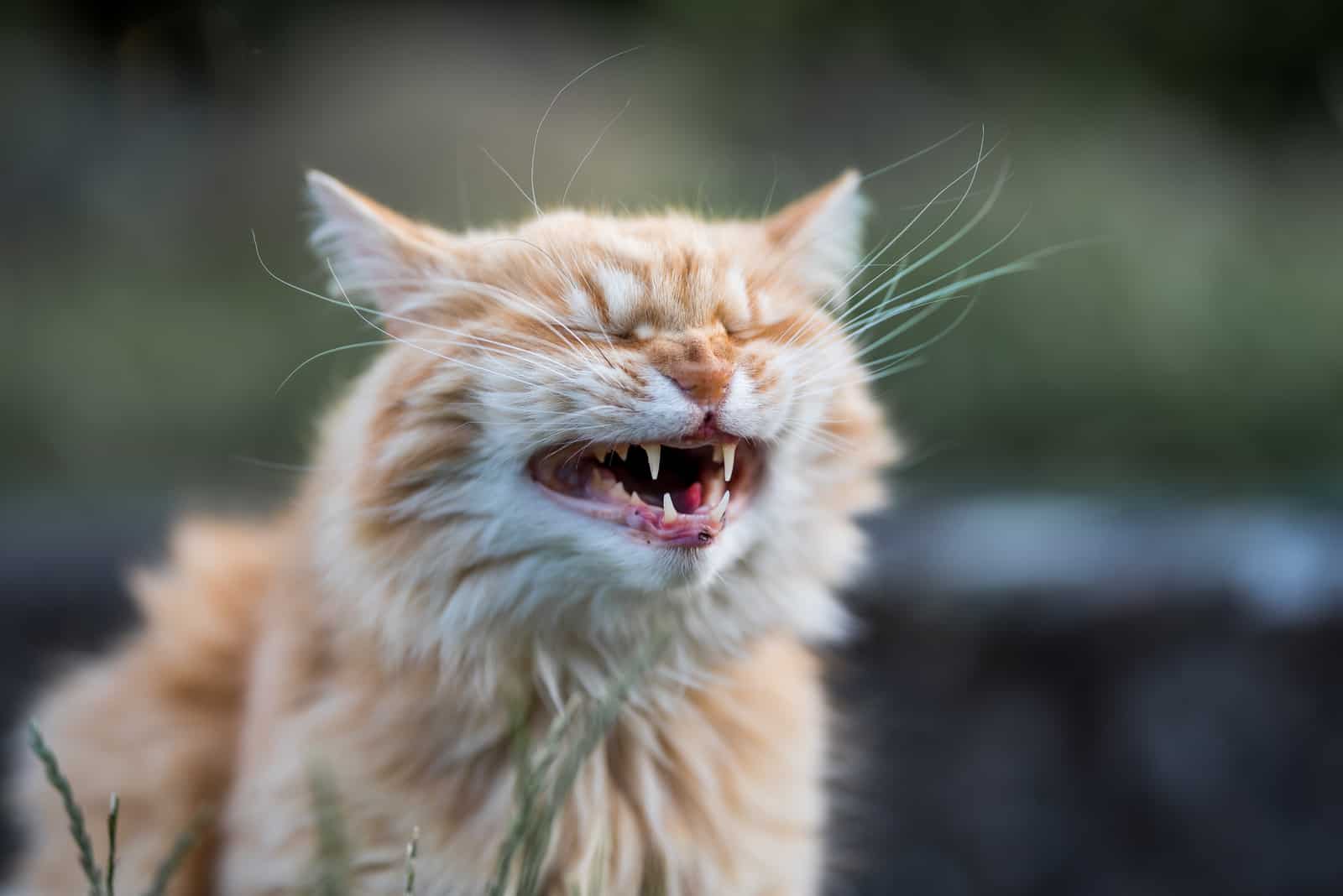 cat grinning while sitting in garden 