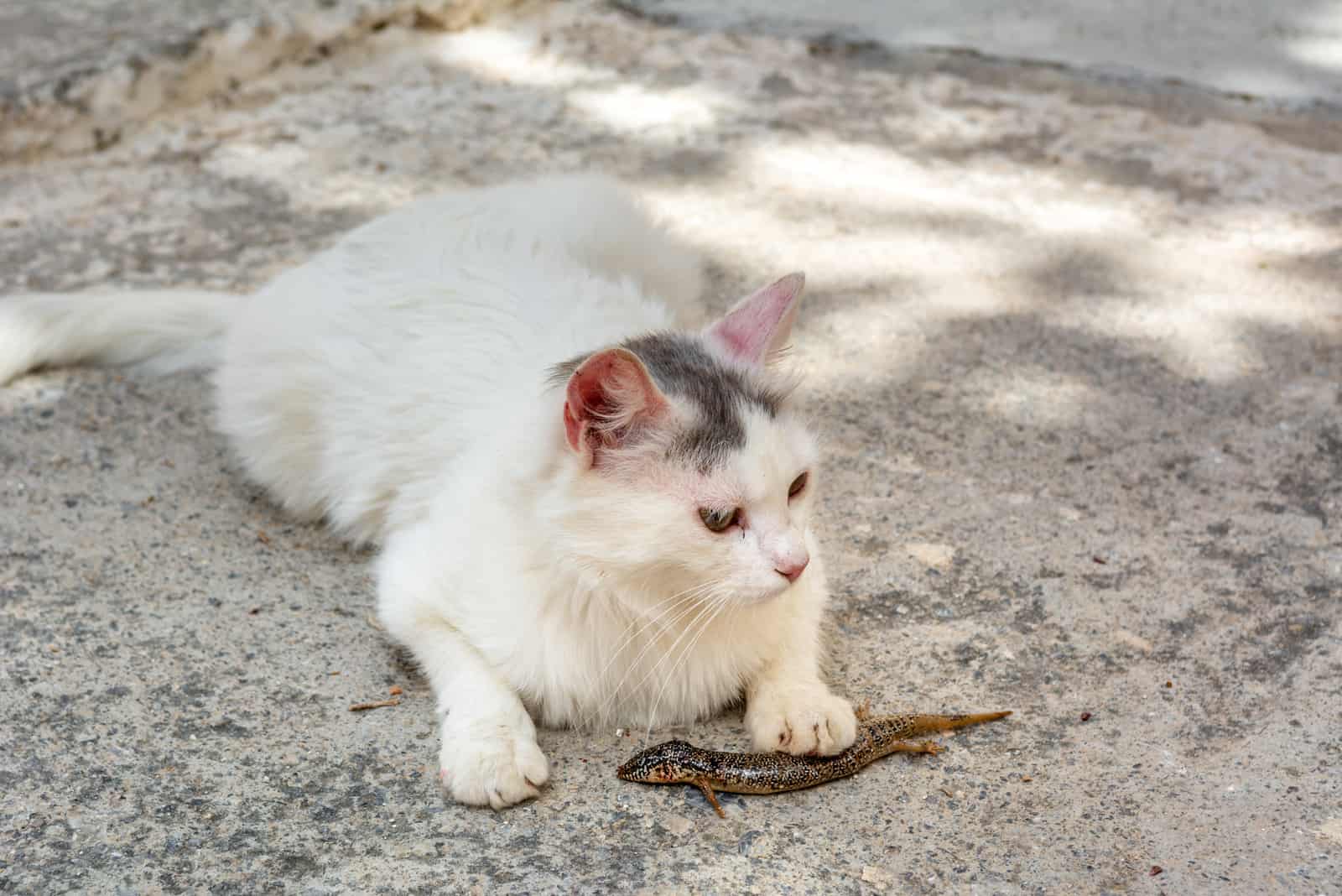 cat laying on the floor with lizard