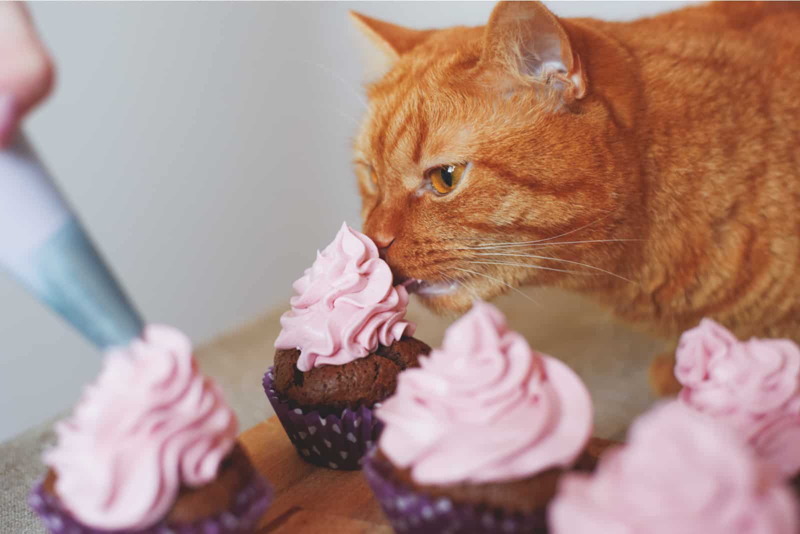 cat licking cream from muffins