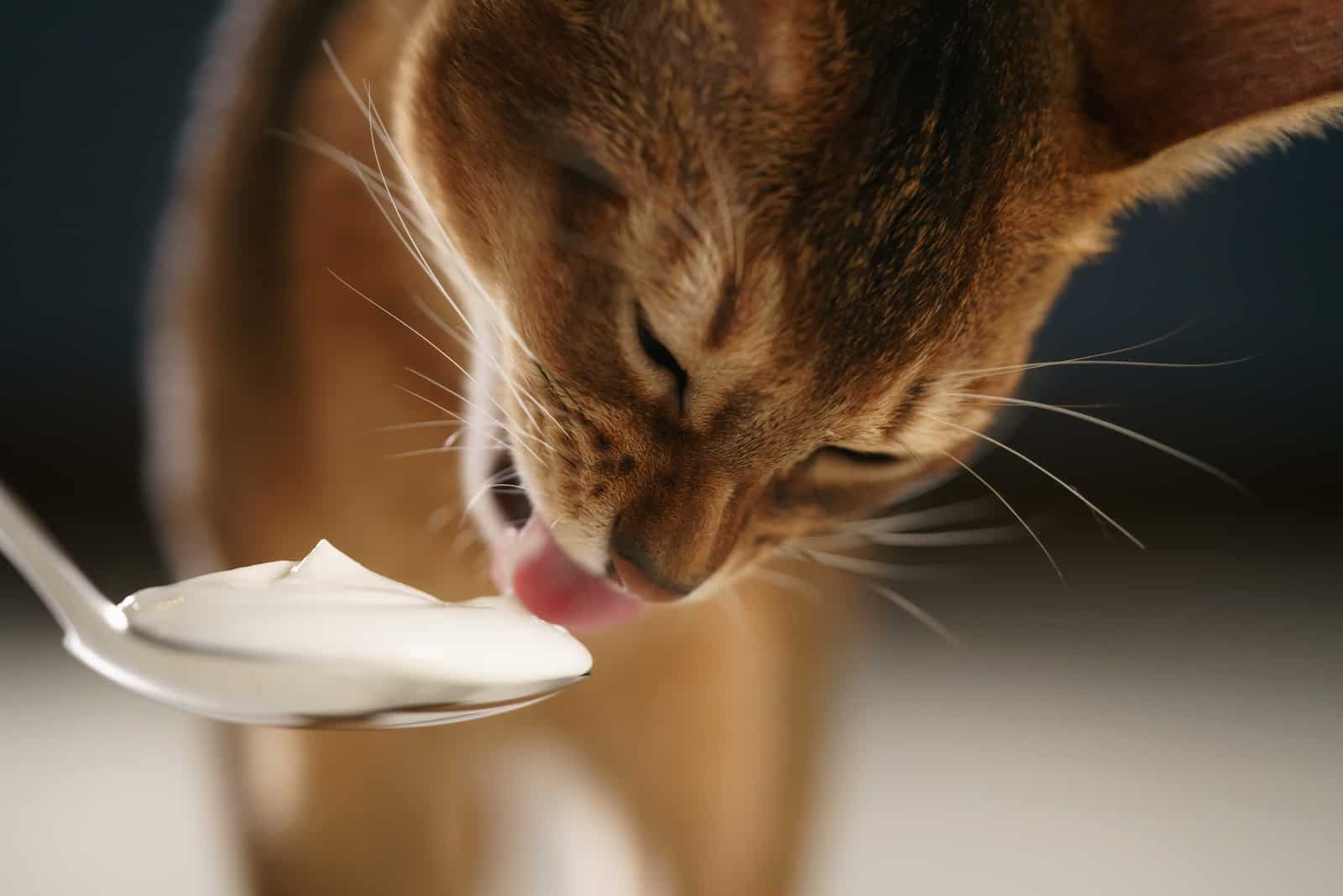 cat licking whipped cream from spoon