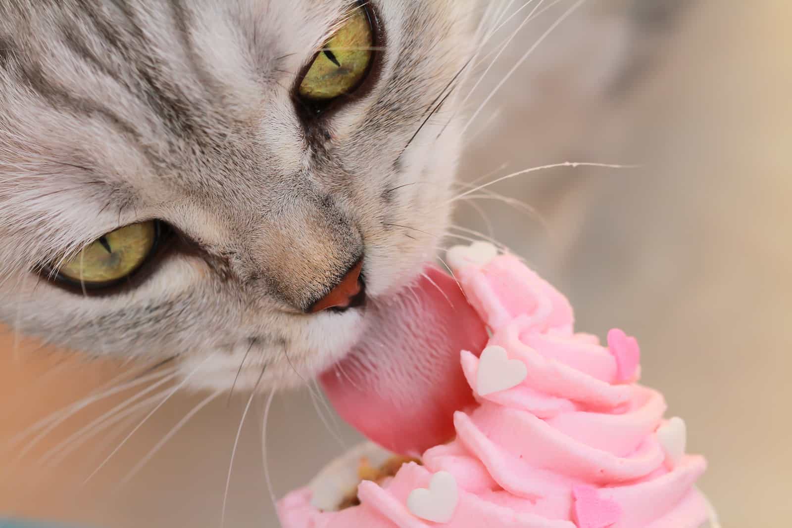 cat licking whipped cream