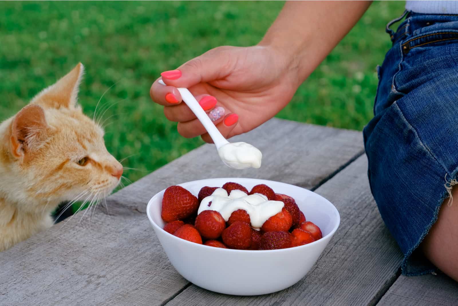 cat looking at food on table