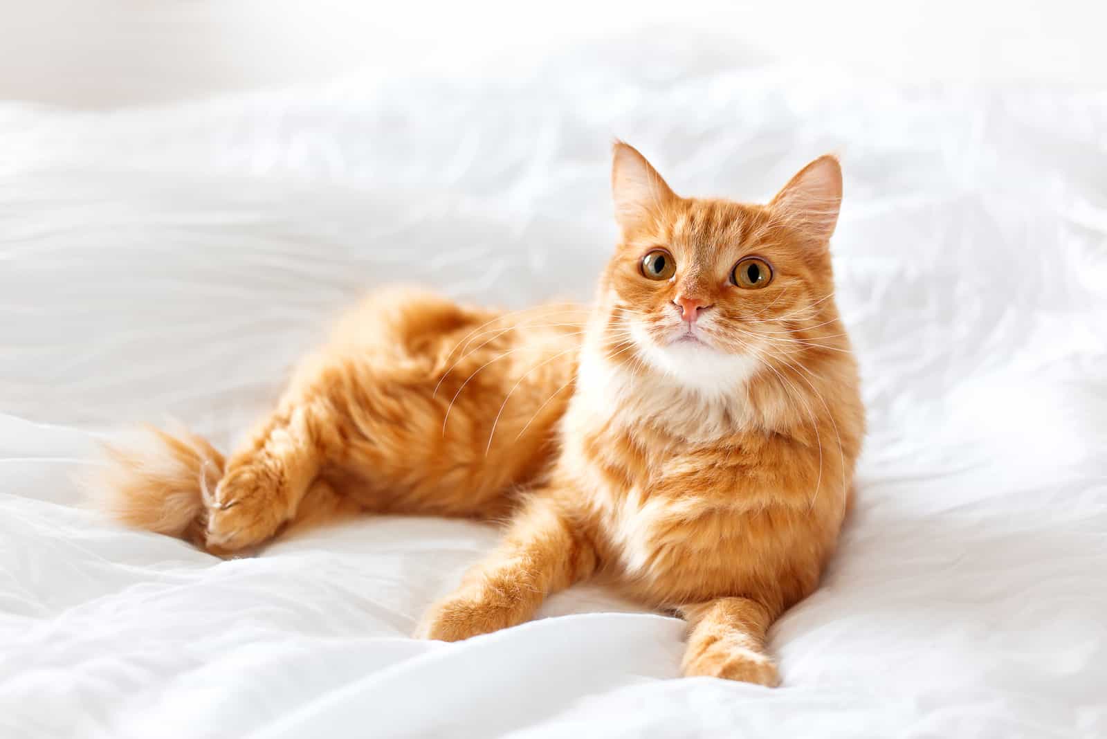 cat lying on bed with white sheets