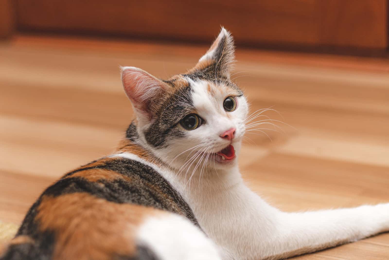 cat lying on floor