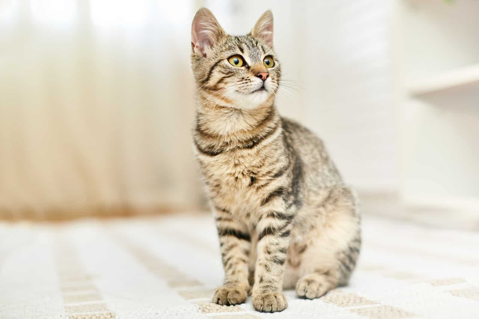 cat sitting on carpet