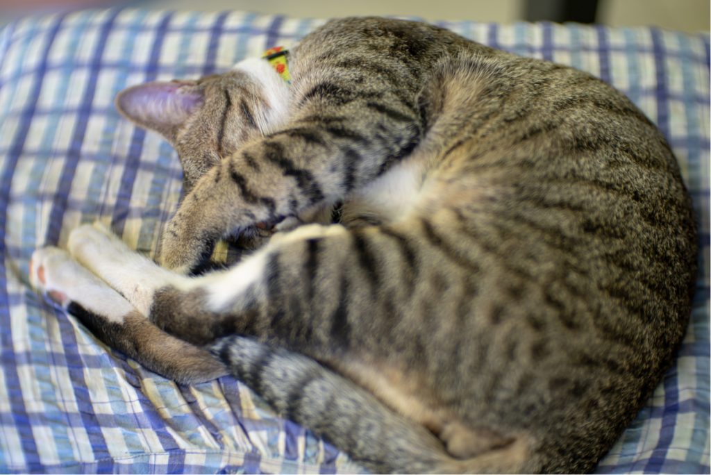 Why Do Cats Cover Their Face When They Sleep? 7 Reasons