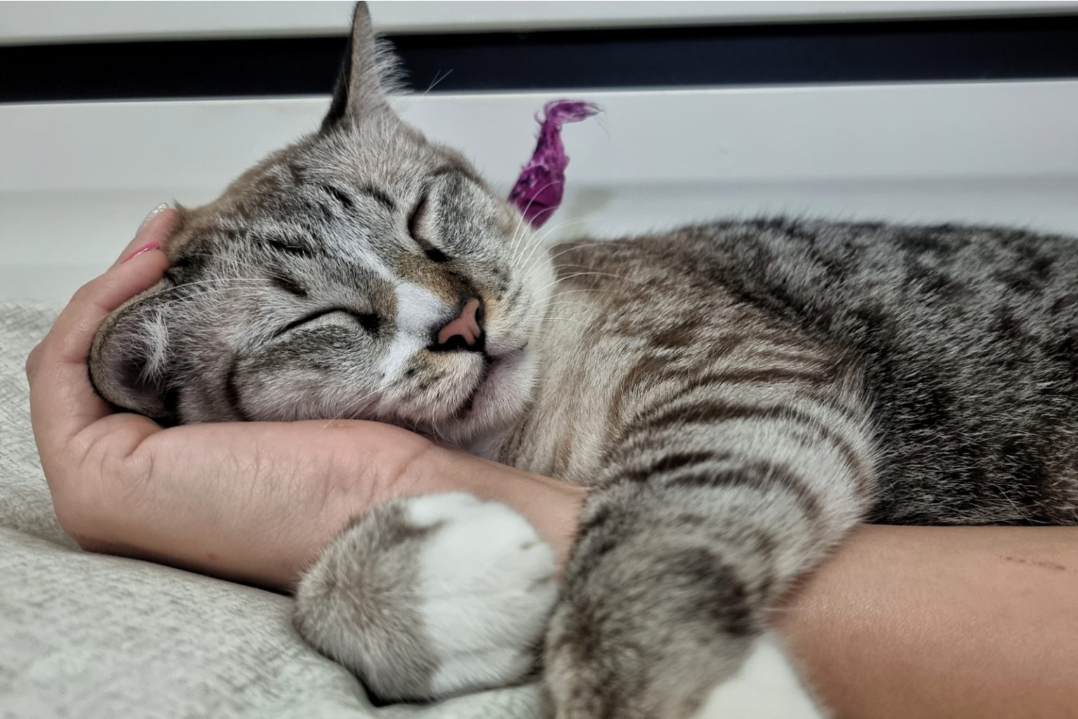 Why Do Cats Make Biscuits? 5 Reasons Your Cat Is Kneading!