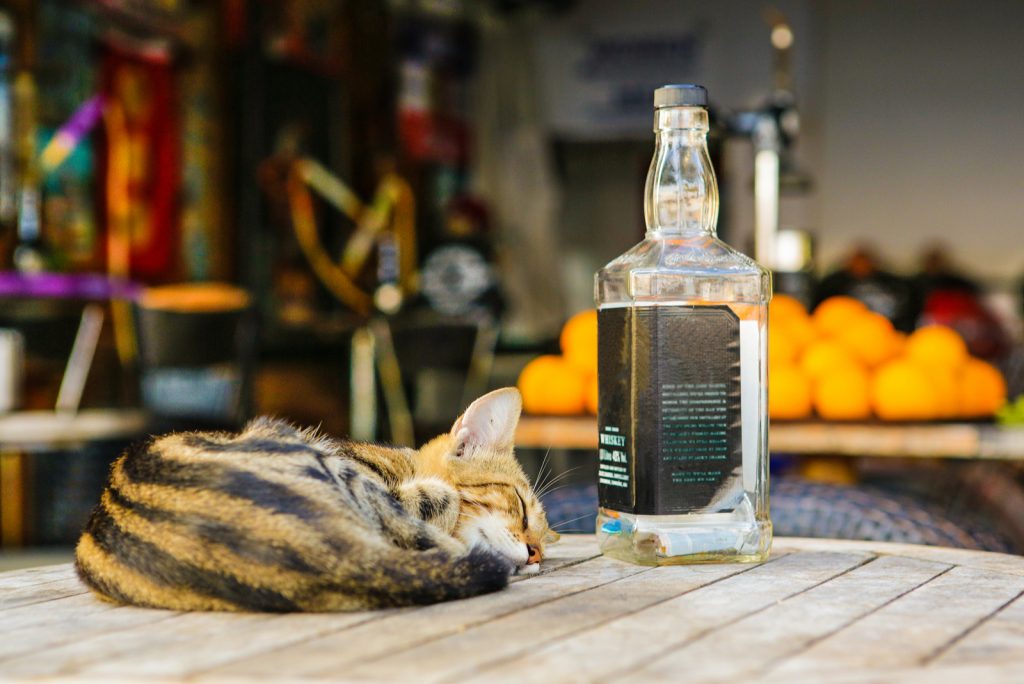 TOP 40 Alcohol Names For Cats Best Possible Choice