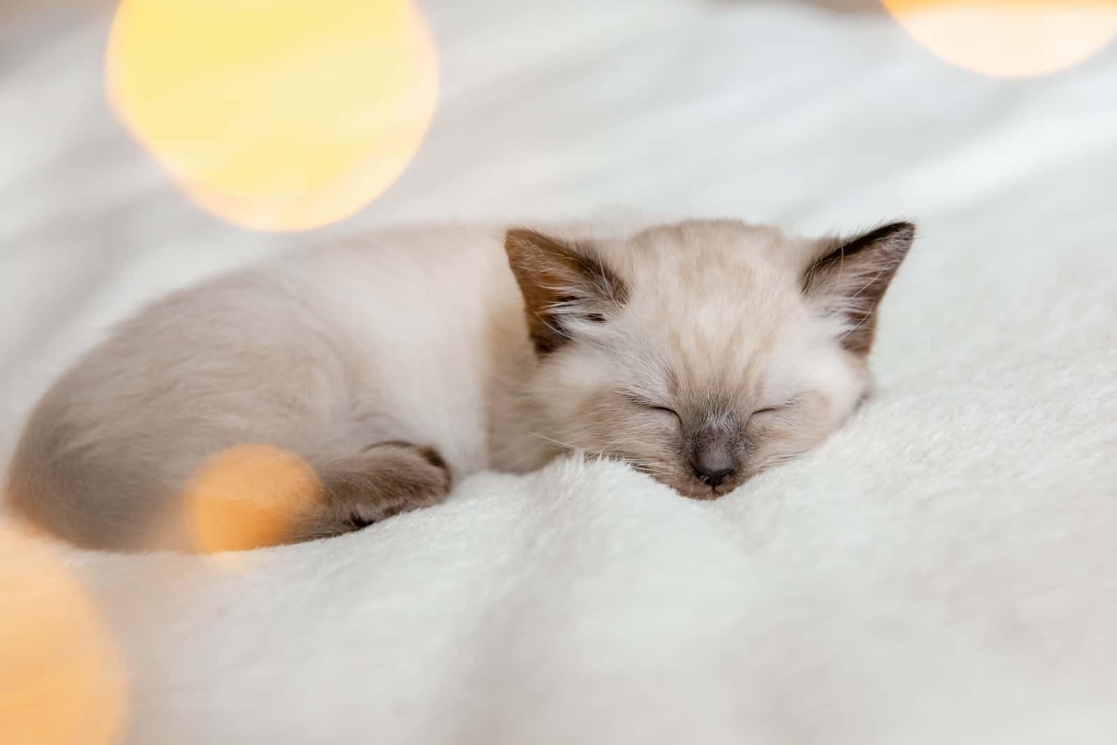 cat sleeping on bed with white sheets