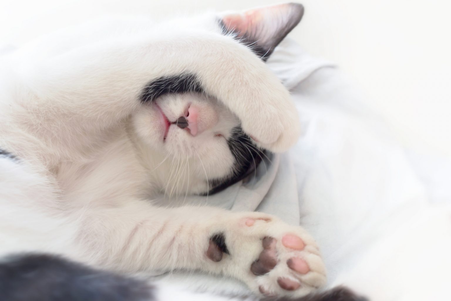 Why Do Cats Cover Their Face When They Sleep? 7 Reasons