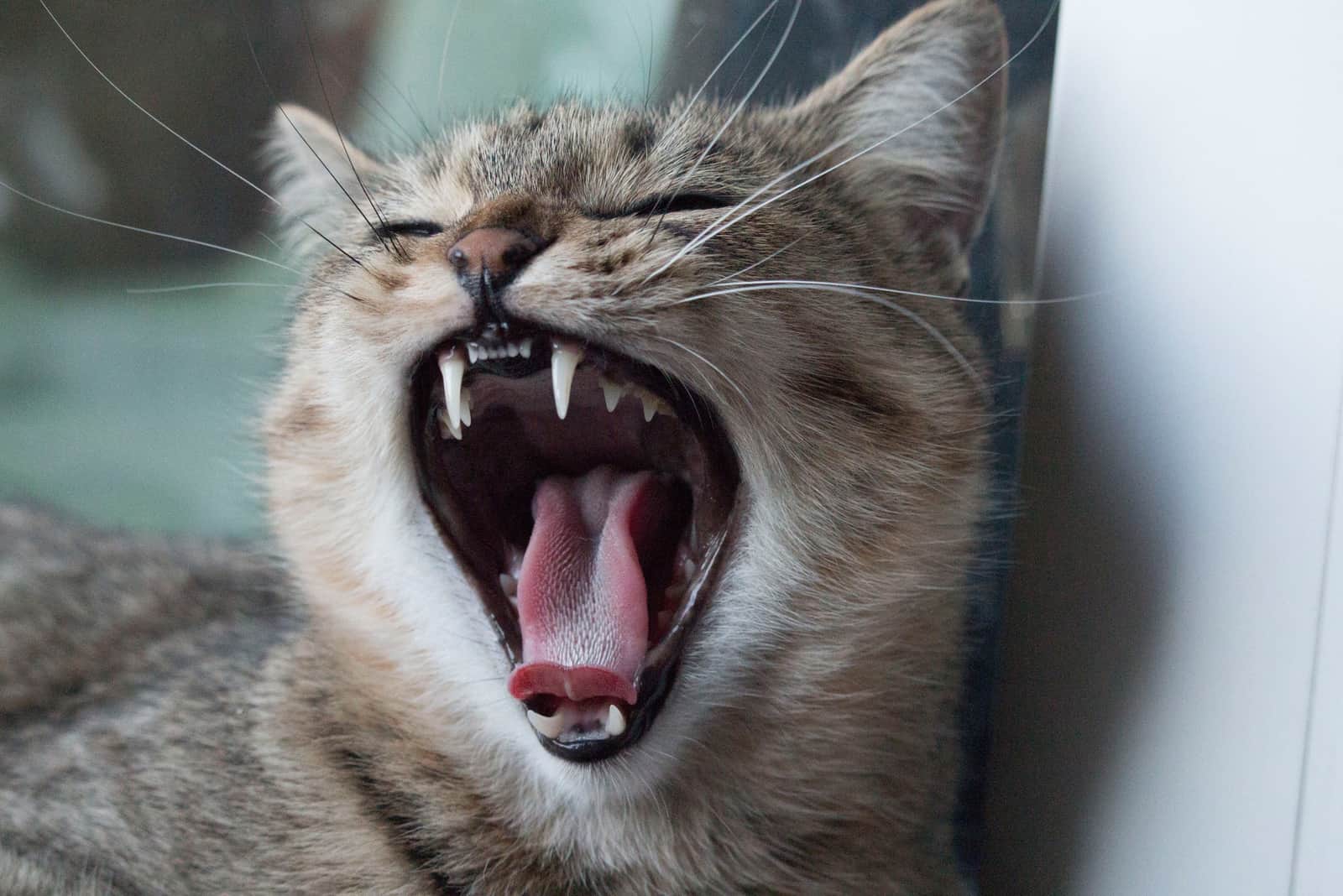 cat yawning