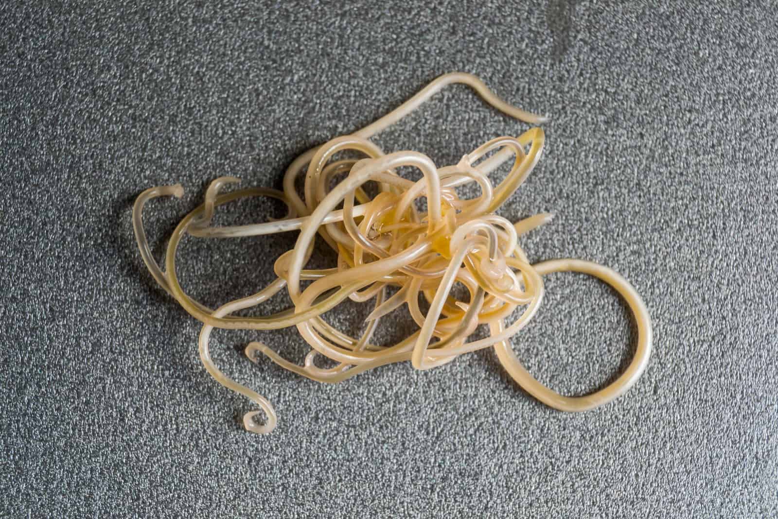 close shot of Roundworms