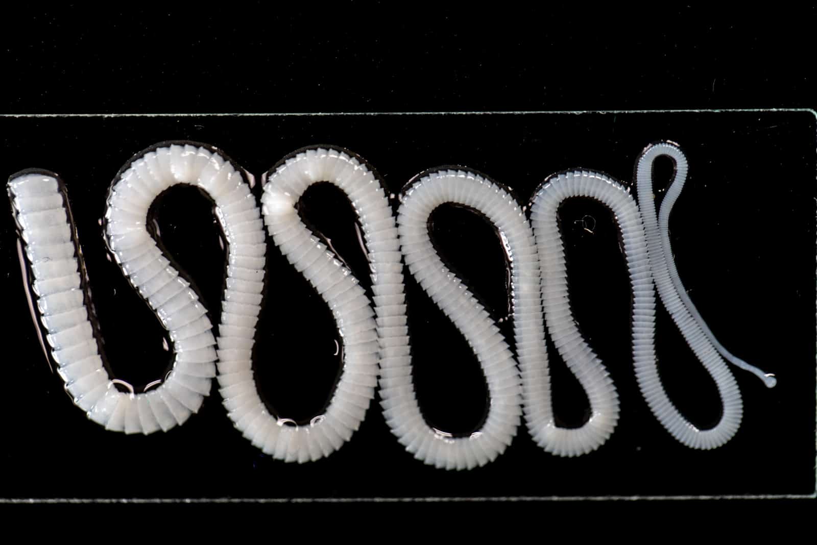 close shot of Tapeworms