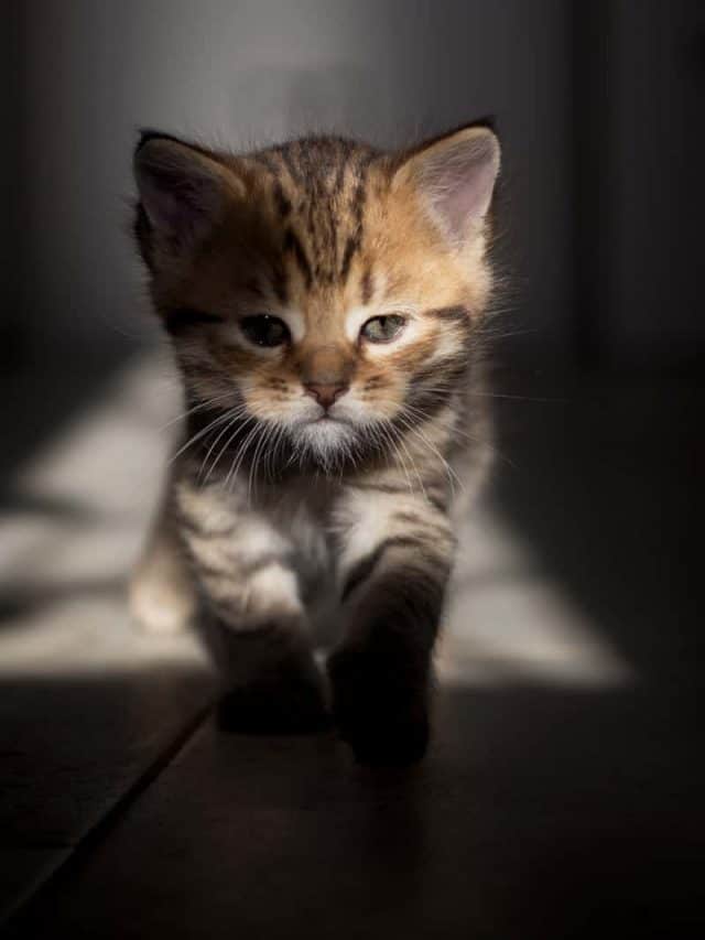 brown striped kitten with green eyes walks