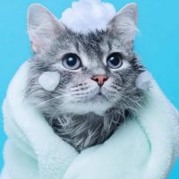 cat in a towel