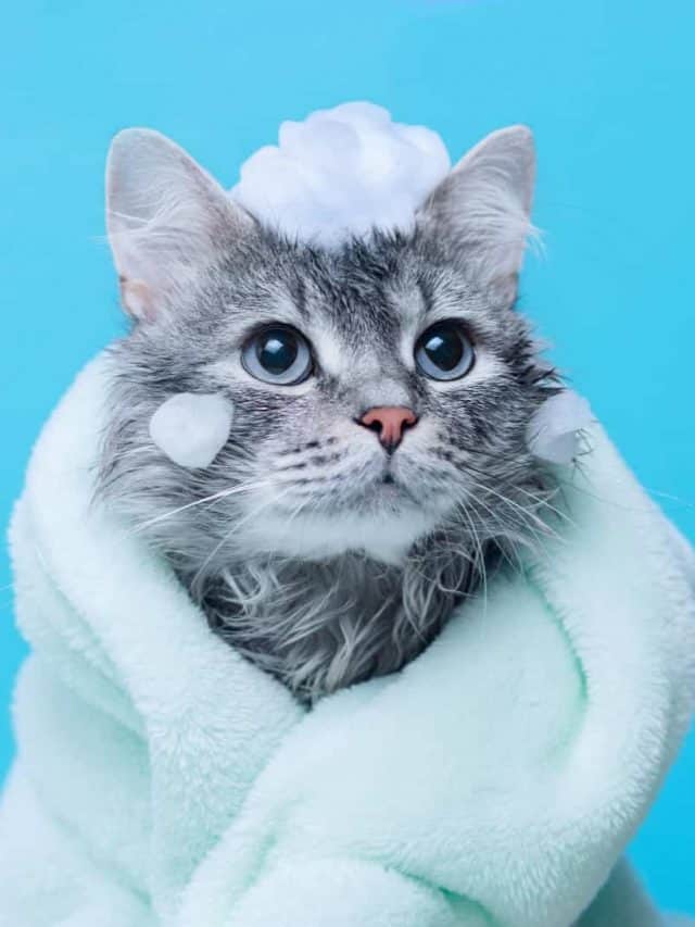 This Is How Often Should You Wash Your Indoor Cat