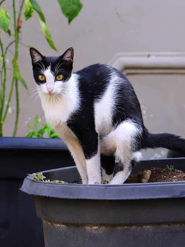 a cat pooping in a pot