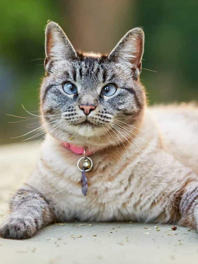 Siamese tabby cat with crossed blue eyes sits on the floor