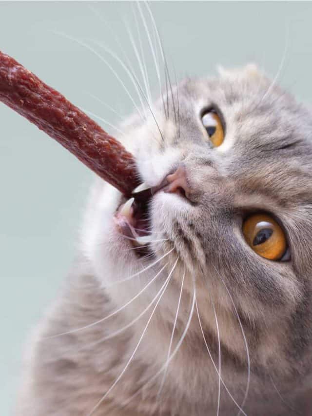 cat biting on a sausage