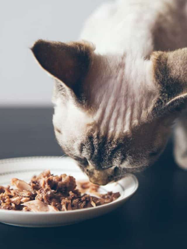 This Is What Cats Like To Eat For Breakfast The Most - happywhisker