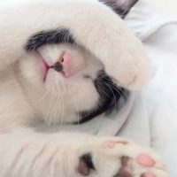 cat sleeping with paw cover its face on white blanket