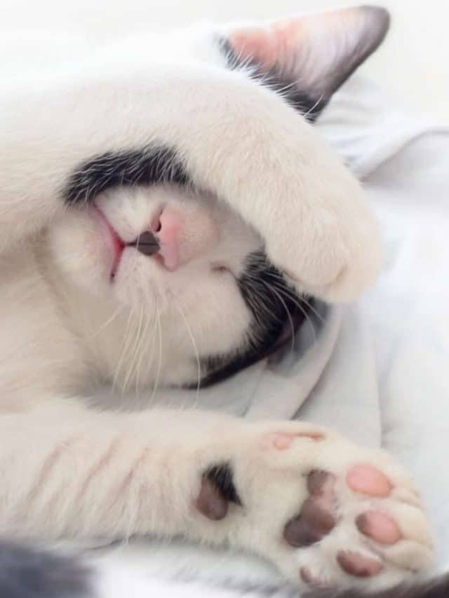 7 Reasons Why Do Cats Cover Their Face When They Sleep