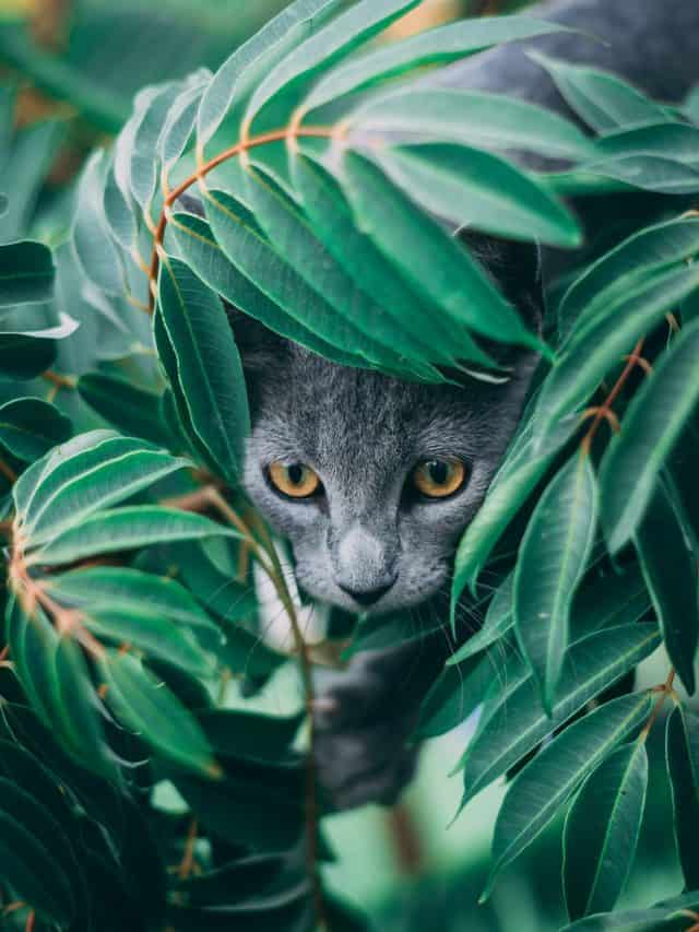 Useful Tips On How To Stop Cats Pooping In Plant Pots