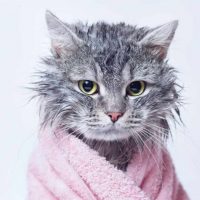 wet cat in a towel